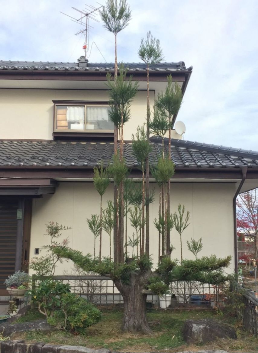 일본에서 삼나무를 재배하는 특이한 방법.jpg