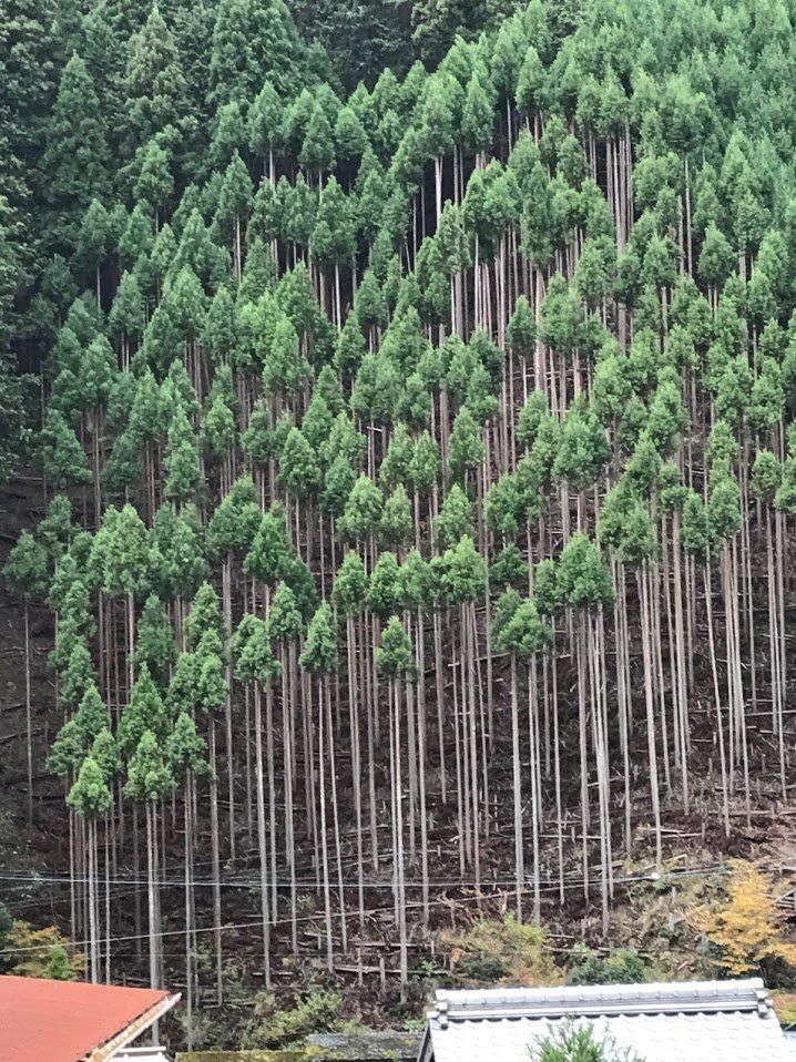 일본에서 삼나무를 재배하는 특이한 방법.jpg